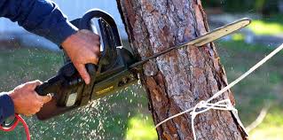 Best Emergency Tree Removal  in Crosby, TX