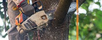 Best Commercial Tree Services  in Crosby, TX