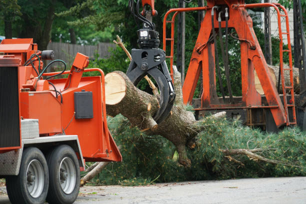 Best Hazardous Tree Removal  in Crosby, TX