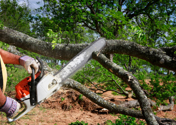 Lawn Renovation and Restoration in Crosby, TX